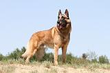 MALINOIS 716